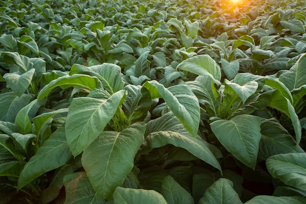 Campo de tabaco, cultivos de hoja grande de tabaco que crecen en el campo de plantaciones de tabaco.