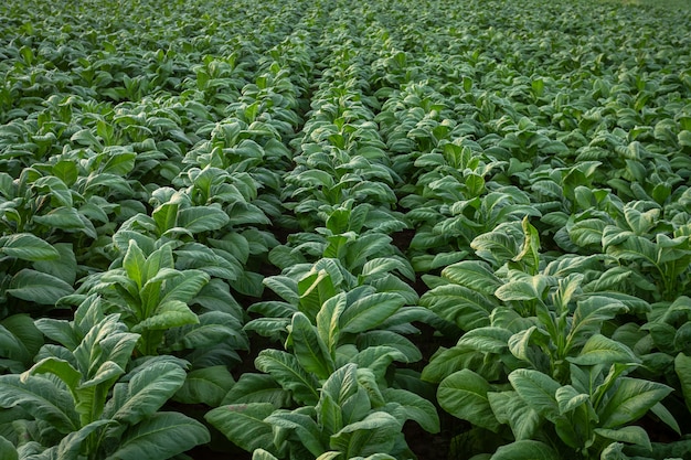 Campo de tabaco, cultivos de hoja grande de tabaco que crecen en el campo de plantaciones de tabaco.