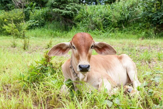 En el campo en Tailandia hay un becerro en el suelo.