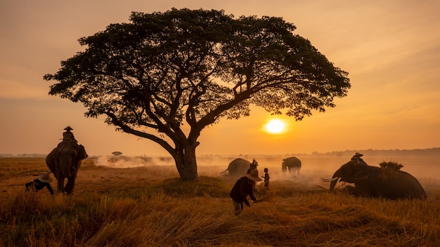 Campo de Tailandia; Siluetee el elefante en el fondo de la puesta del sol, elefante tailandés en Surin Tailandia.