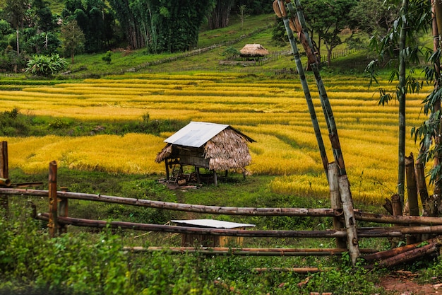 Campo en Tailandia