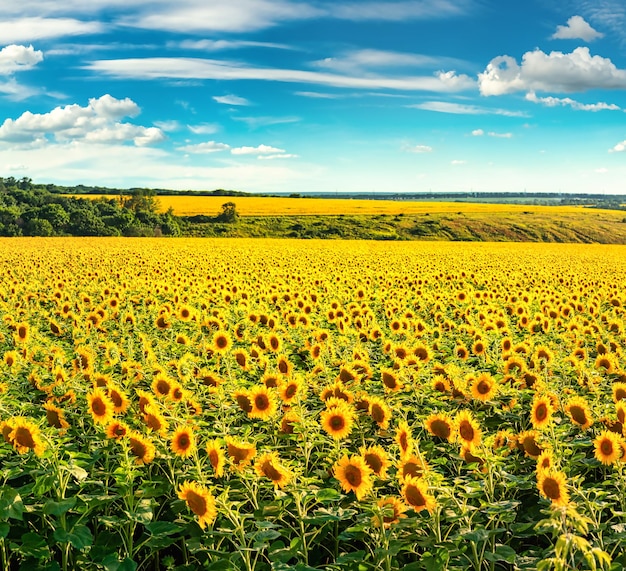 Campo por la tarde