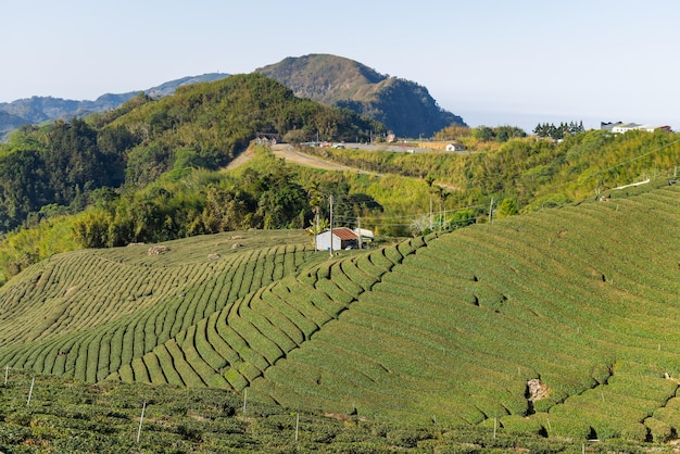 Campo de té en los senderos de Shizhuo en Alishan de Taiwán