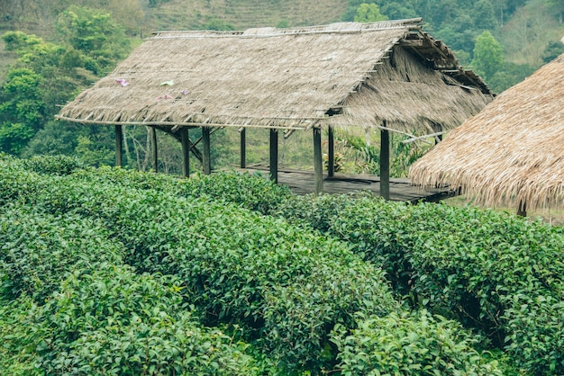 Campo de té verde y cabaña de bambú