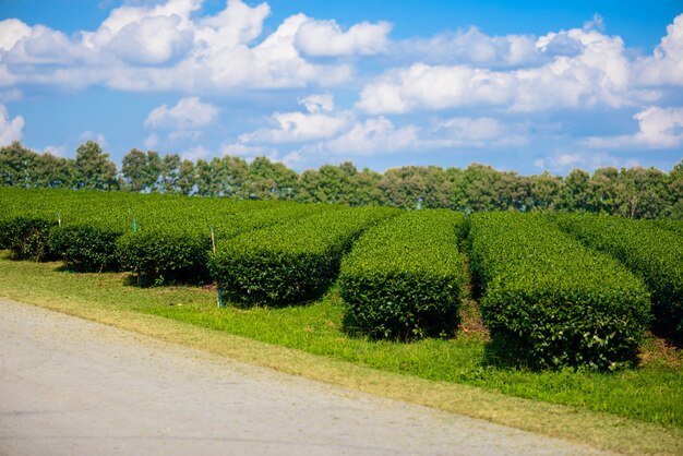 Foto campo de té verde con cielo azul