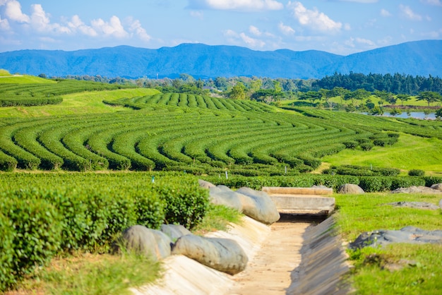 Campo de té verde con cielo azul