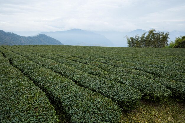 Un campo de té verde y exuberante en el campo