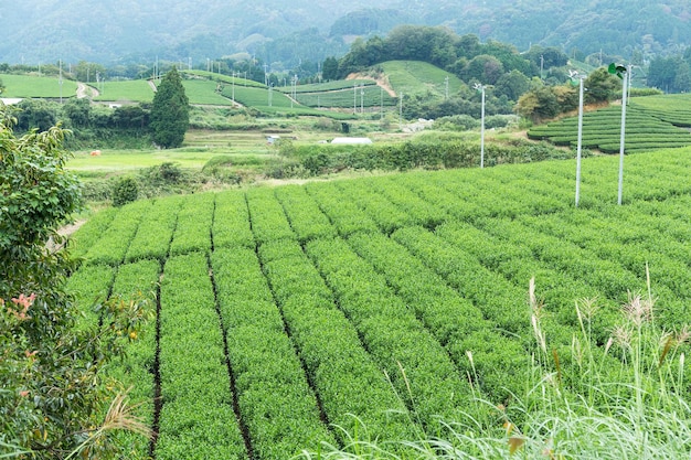 Campo de té verde japonés