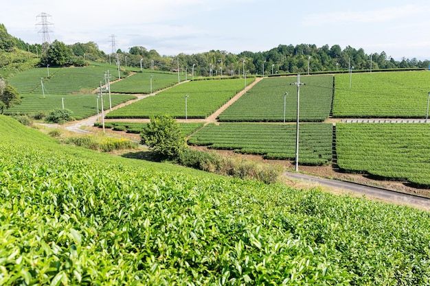 Campo de té verde