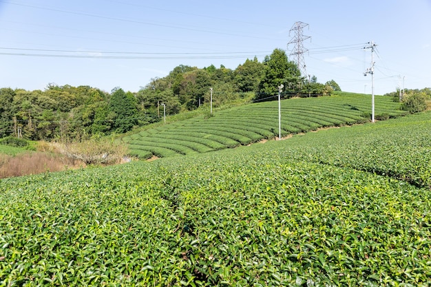 Campo de té verde