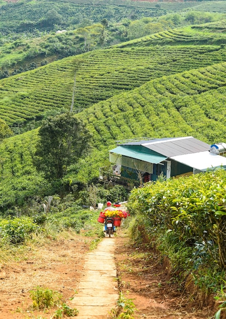 Campo de té en Vietnam Da Lat en un día soleado