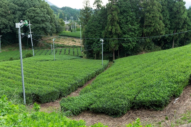 campo de té