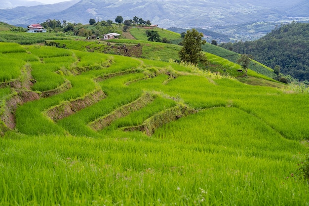 Campo de terrazas de arroz en la colina