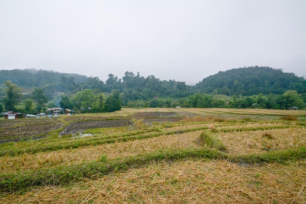 Campo de terrazas de arroz en Mae Klang Luang, Mae Chaem, Chiang Mai, Tailandia