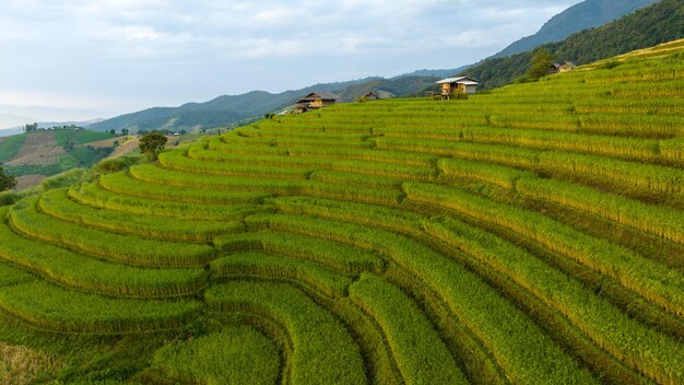 campo de terrazas de arroz por temporada de cosecha en Ban Pa Bong Piang Provincia de Chiang Mai Norte de Tailandia