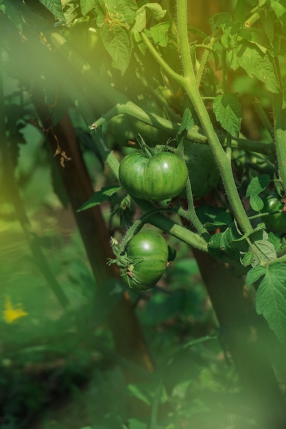 Campo con tomates verdes. Tomates verdes listos para la cosecha. Bio jardín con plantas de tomate.