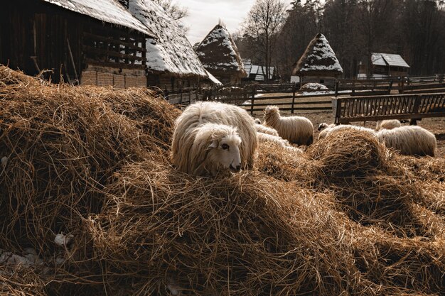 Campo tradicional romeno com um rebanho de ovelhas em frente à aldeia Astra Folk Museum
