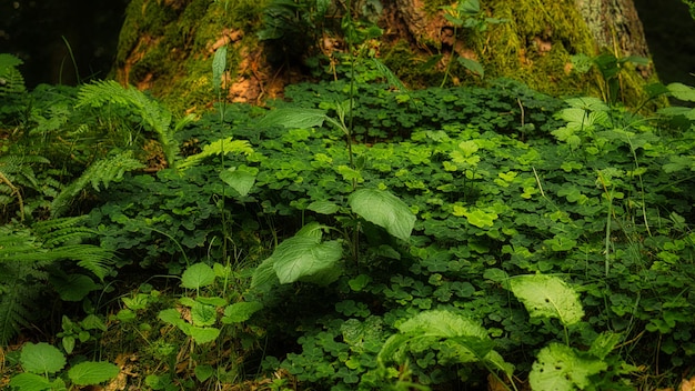 Campo de trébol en el bosque en un árbol El trébol es el amuleto de la suerte