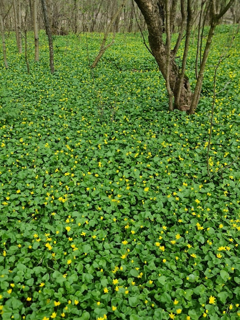 Un campo de tréboles está cubierto de hojas verdes.