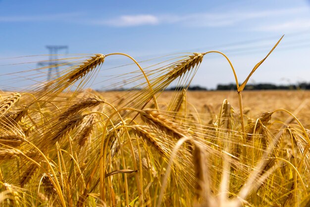 Campo de trigo agrícola con trigo inmaduro