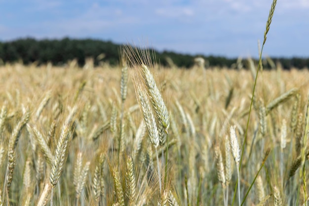 Campo de trigo agrícola con trigo inmaduro