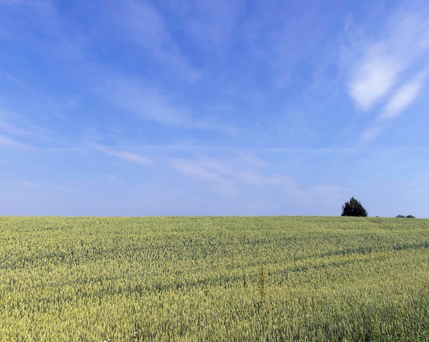 Campo de trigo agrícola con trigo inmaduro