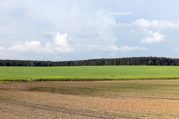 Campo de trigo agrícola con trigo inmaduro