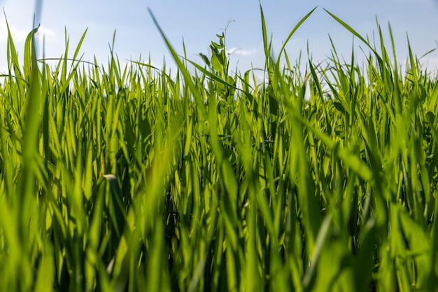 Campo de trigo agrícola con trigo inmaduro