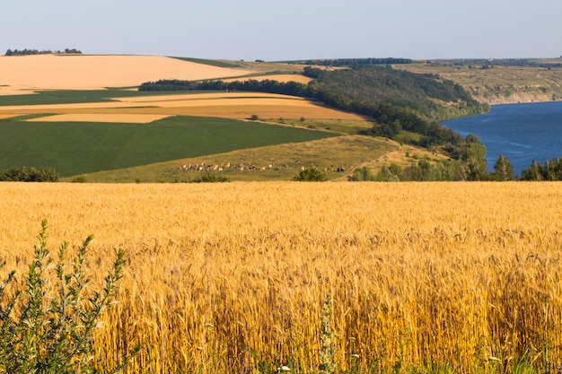 Campo de trigo de agricultura en el paisaje rural de la orilla del río.