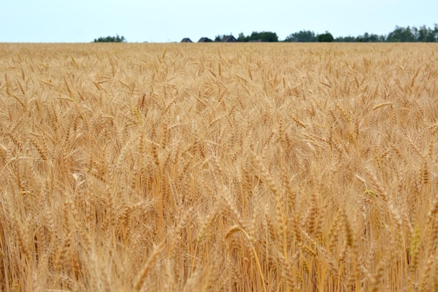 Foto un campo de trigo aislado con línea de horizonte y bosque