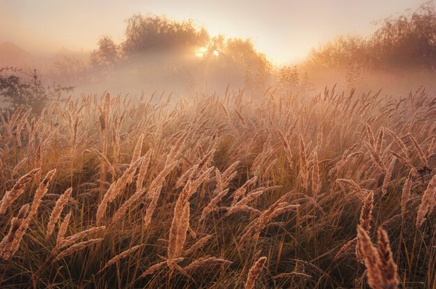 Campo con trigo al amanecer