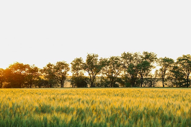 Campo de trigo al atardecer, espacio para texto. Agricultura