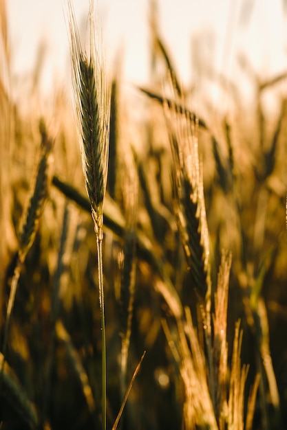 Campo de trigo al atardecer Espigas doradas de trigo El concepto de cosecha