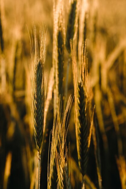 Campo de trigo al atardecer Espigas doradas de trigo El concepto de cosecha