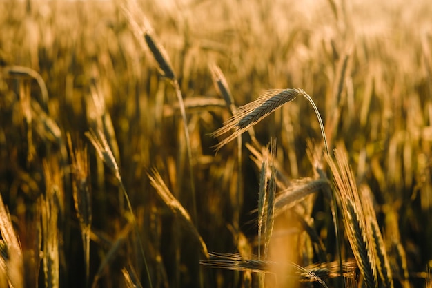 Campo de trigo al atardecer Espigas doradas de trigo El concepto de cosecha