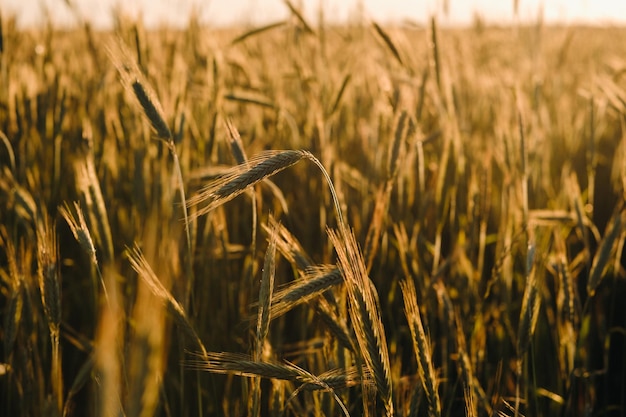 Campo de trigo al atardecer Espigas doradas de trigo El concepto de cosecha