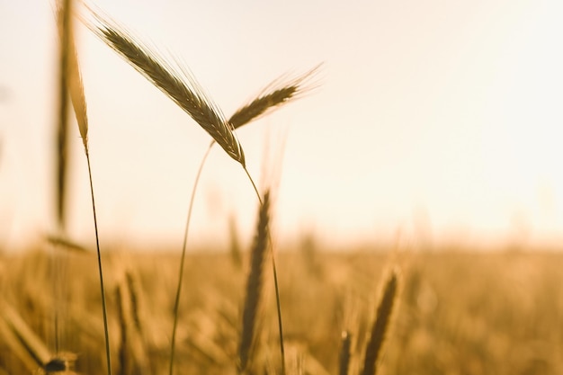 Campo de trigo al atardecer Espigas doradas de trigo El concepto de cosecha