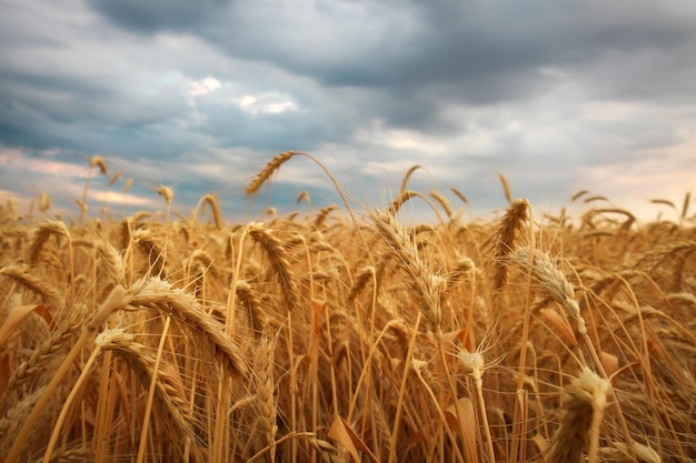 Campo de trigo al atardecer Hermoso paisaje nocturno Las espiguillas de trigo se vuelven amarillas Los colores mágicos de la luz del atardecer