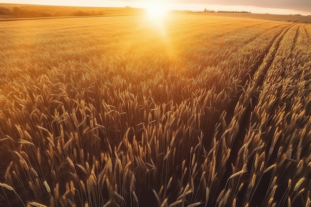 Campo de trigo al atardecer a la luz del sol