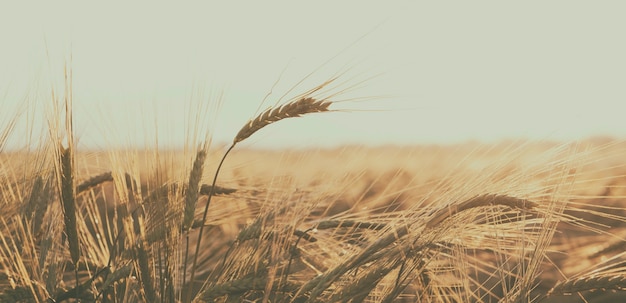 El campo con trigo al atardecer.