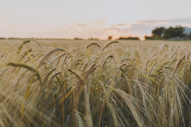 Un campo de trigo al atardecer