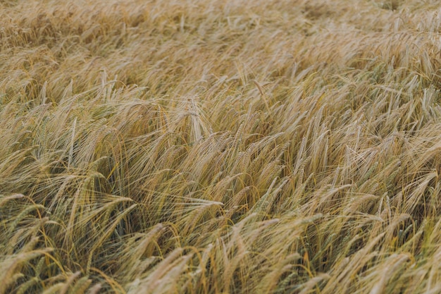 Un campo de trigo al atardecer