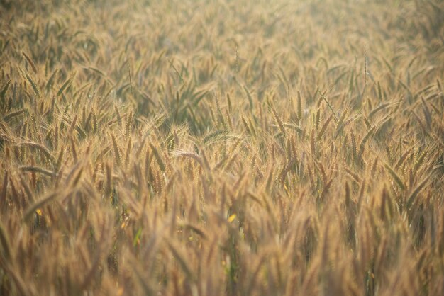 campo de trigo al sol de la tarde