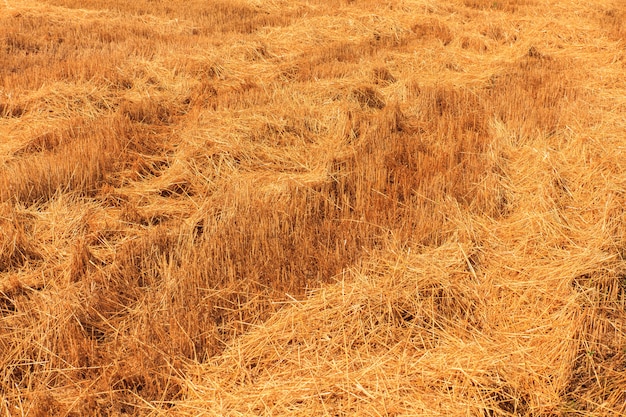 Campo de trigo amarillo después de la cosecha