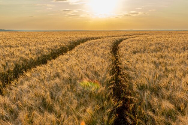 Un campo de trigo amarillo iluminando el sol al atardecer.