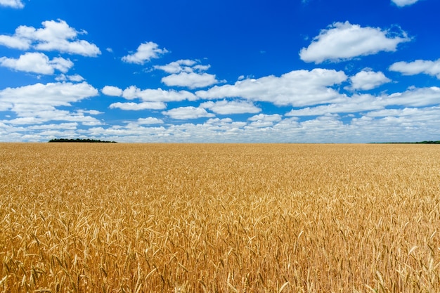 Campo del trigo amarillo maduro bajo el cielo azul y las nubes