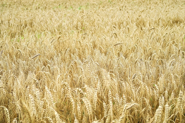 campo de trigo amarillo maduro. concepto de crisis alimentaria