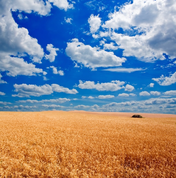 Campo de trigo amarillo y nubes en el cielo