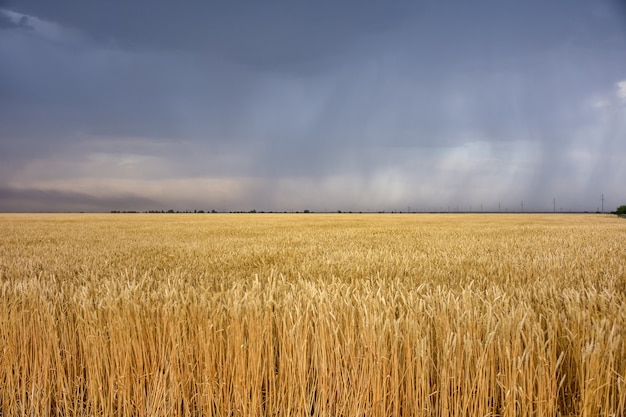 Campo de trigo antes de la tormenta, antes de la tormenta