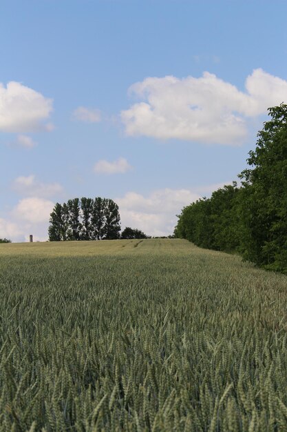 Foto un campo de trigo con árboles al fondo.